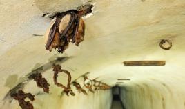 Ingekorven vleermuizen in het fort van Oelegem&amp;nbsp;(copyright: provincie Antwerpen - Vilda, Yves Adams)